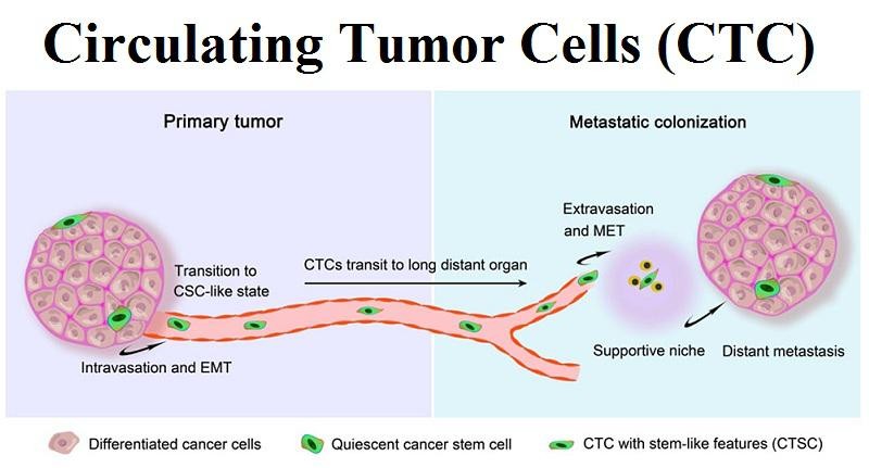 2.jpg - 【生命科學儀器】CTC 循環腫瘤細胞檢測