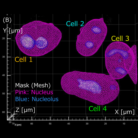 解決藥物對細胞衰老影響的挑戰 ：如何精確測量核仁體積變化