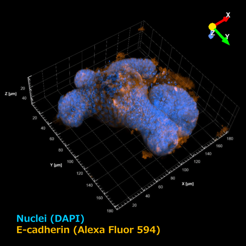 快速且清晰的類器官三維影像擷取