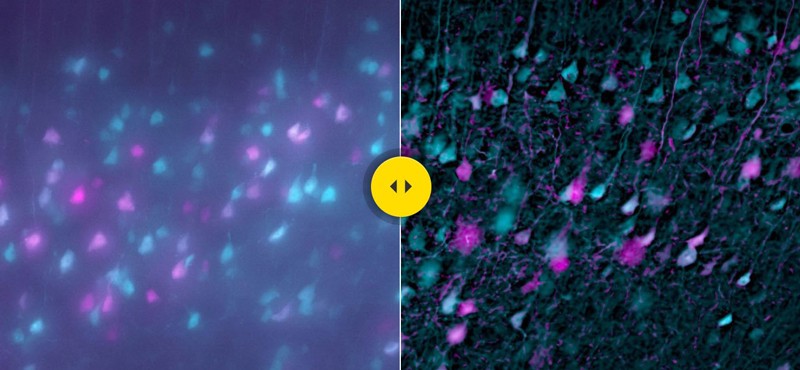 Nikon NIS.ai人工智慧影像分析模組 - 【AI 人工智慧】